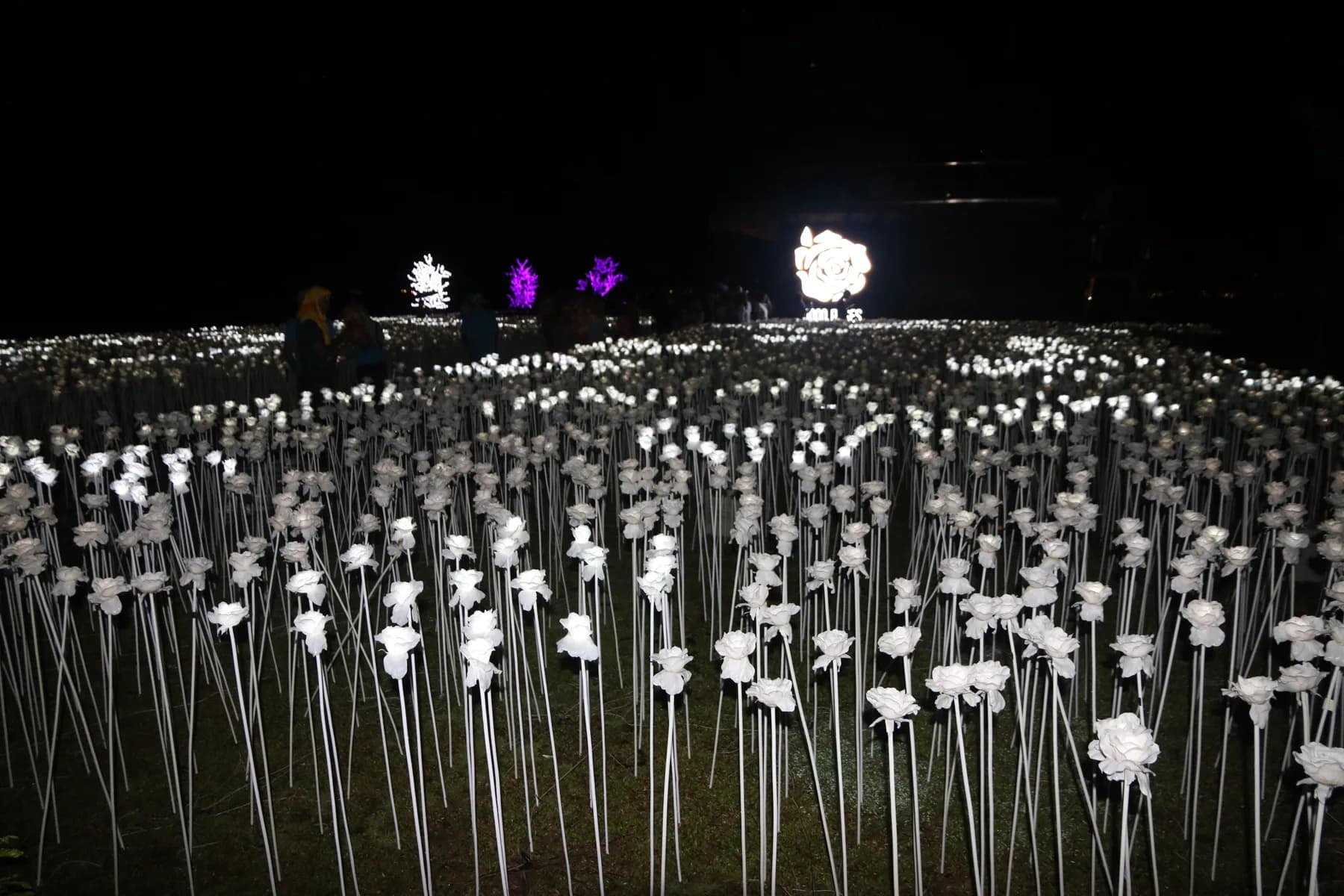 Illuminated white LED roses at 10,000 Roses Café after dark